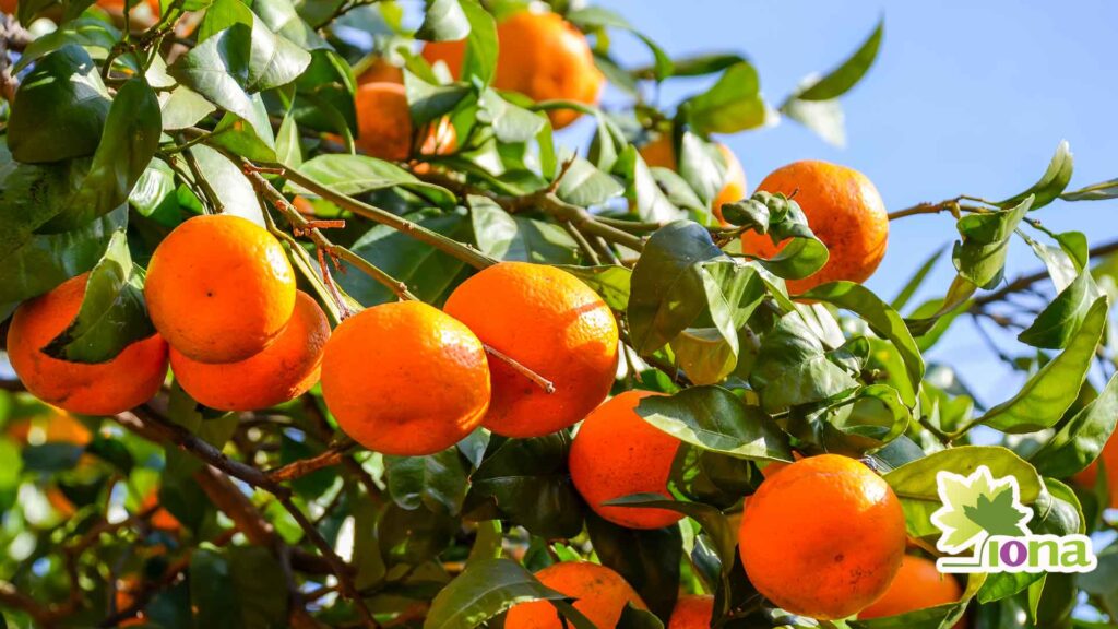 aumentar el calibre en mandarinas con B2000 Iona Chile