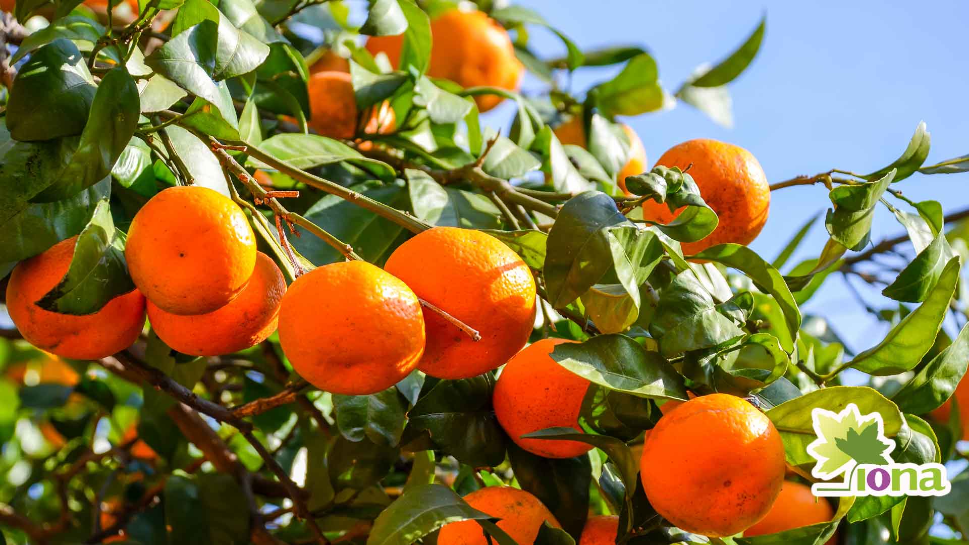 aumentar el calibre en mandarinas con B2000 Iona Chile