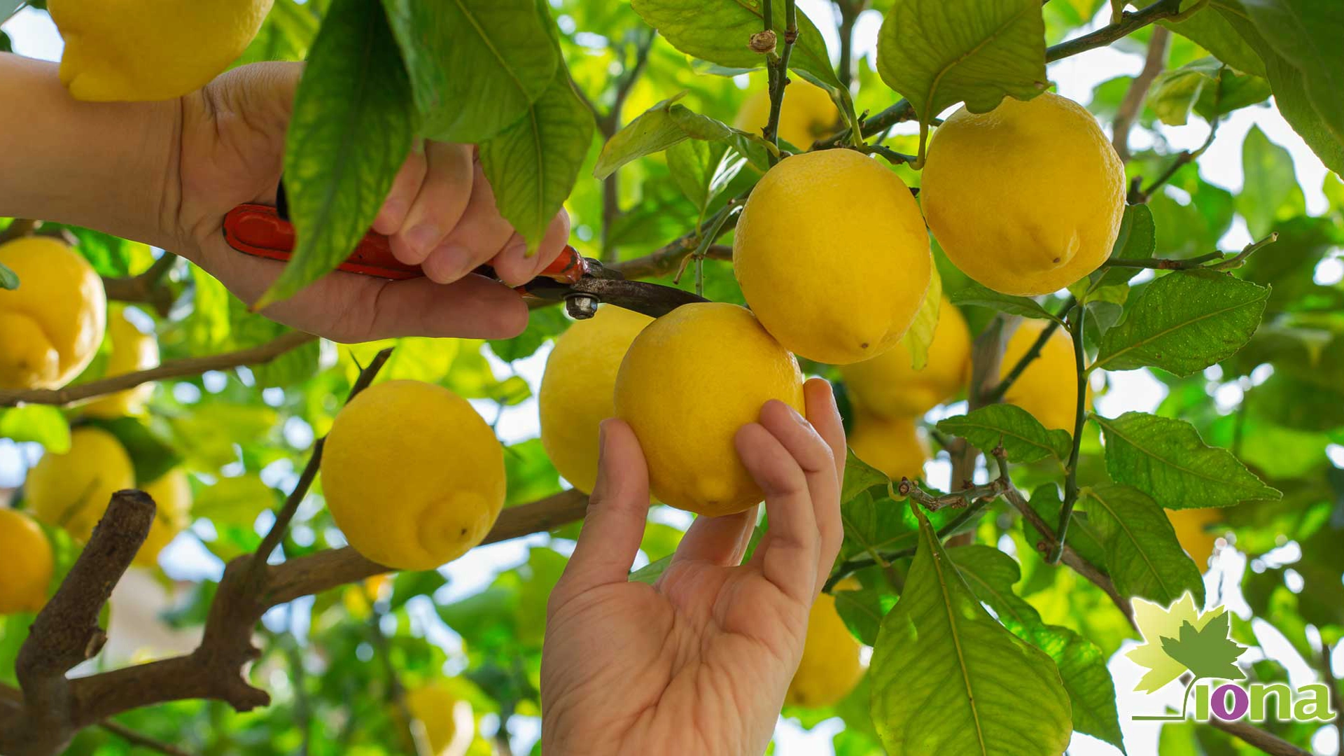 fotografía de cítricos tratados con brasinoesteroides Iona Chile