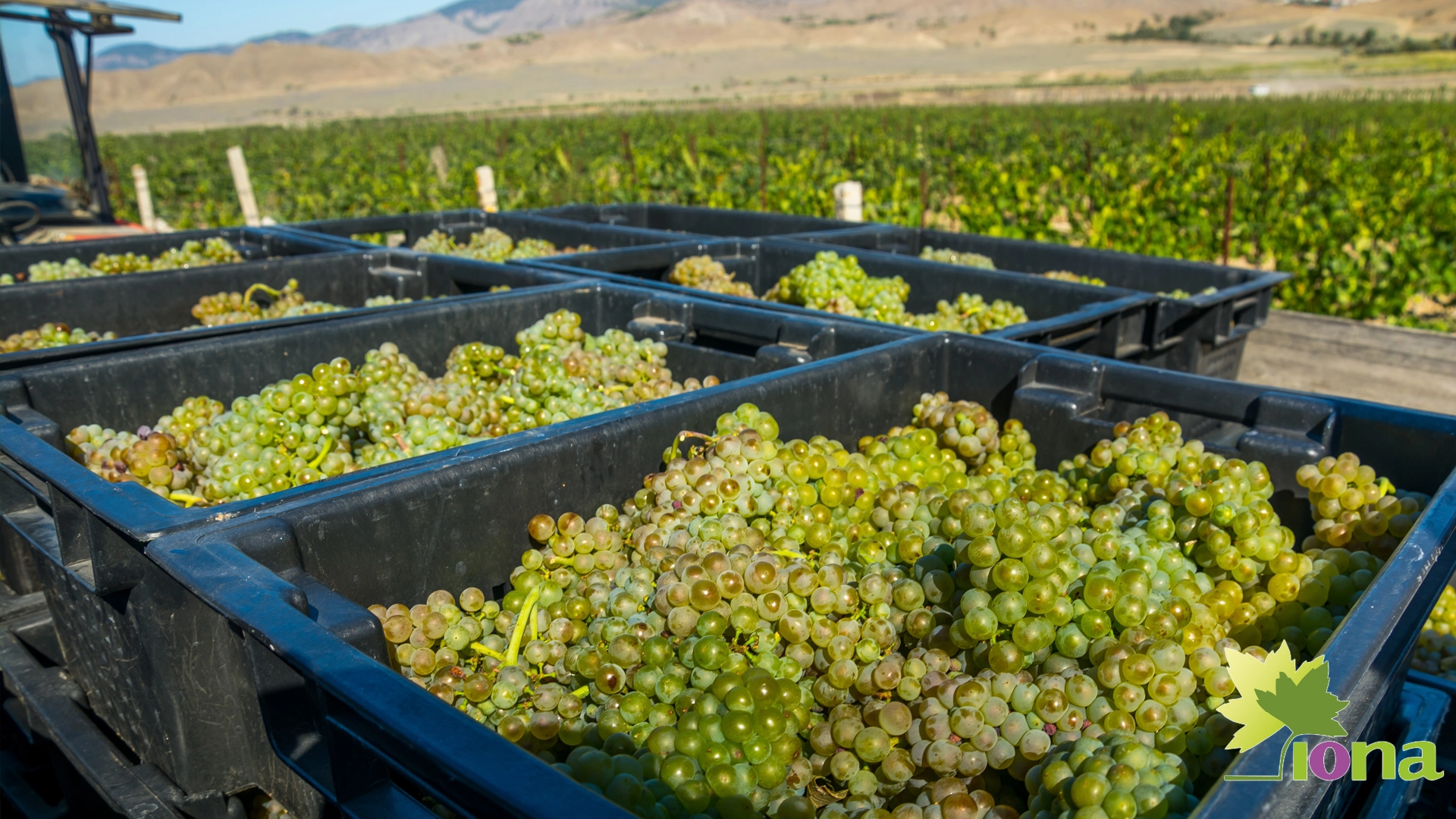 aplicación de brasinoesteroides en uva de mesa. Iona Chile