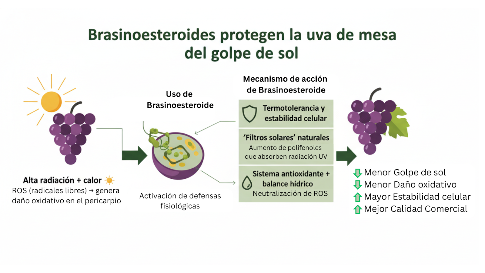 como los brasinoesteroides protegen a la uva del golpe de sol