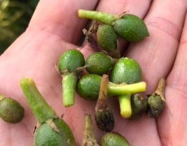 Ácido Abscísico (ABA);Ante el estrés, la planta produce más ABA, lo que genera la caída de hojas, flores o frutos, para reducir el gasto energético