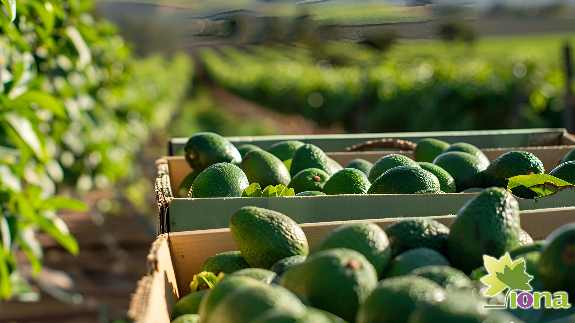 efecto bioestimulante en paltos con brasinoesteroides B-2000 de IONACHILE