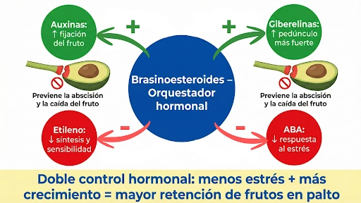 infografía de brasinoesteroides, orquestador hormonal