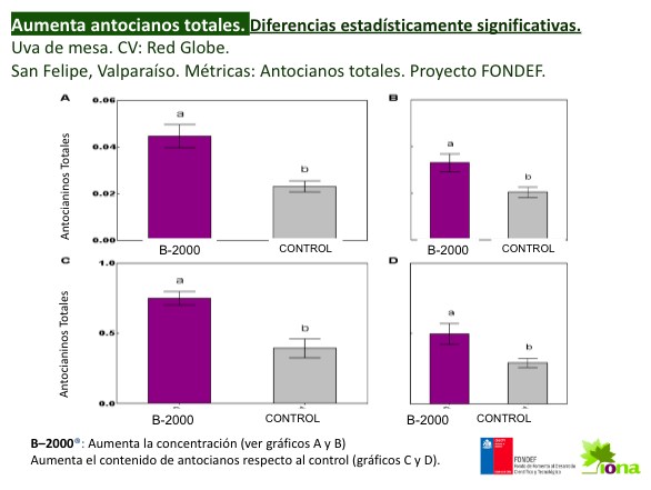 Gráficos A, B, C y D - Aumento de Antocianinos