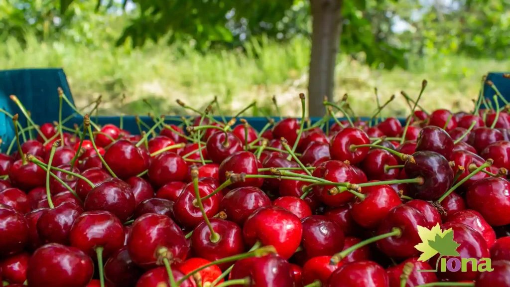 conoce postcosecha en cerezos con B-2000. Brasinoesteroide de Iona Chile